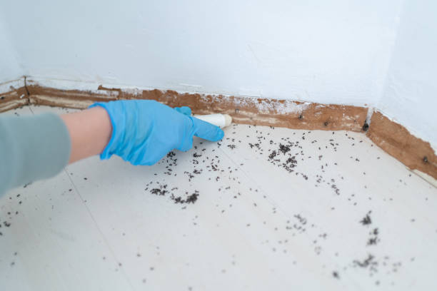 Best Local Pest Control Services  in Jacksonville, FL